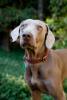 Weim Rescue - Drake 004